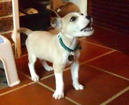 Safe Ideas on Flea Control and Treatment Applicable for Pet Puppies